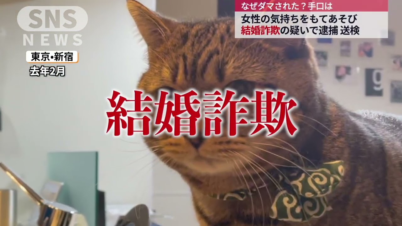 【爆笑】うちの猫がまた逮捕された！？まっちゃ容疑者の歴代犯罪まとめ8選【前代未聞】【NEWS】