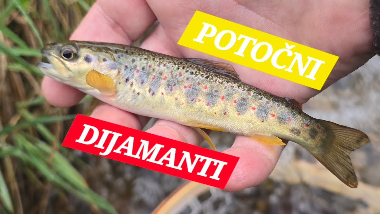 Pecanje POTOČNE pastrmke