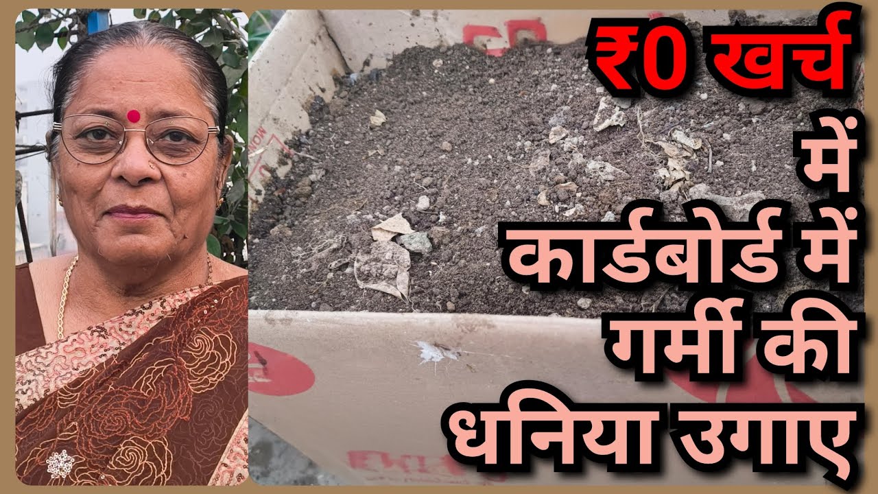 कम बजट में गार्डनिंग कैसे करें? गर्मी में धनिया उगाने का सीक्रेट | ₹0 खर्च में ढेर सारी पत्ती 🌿