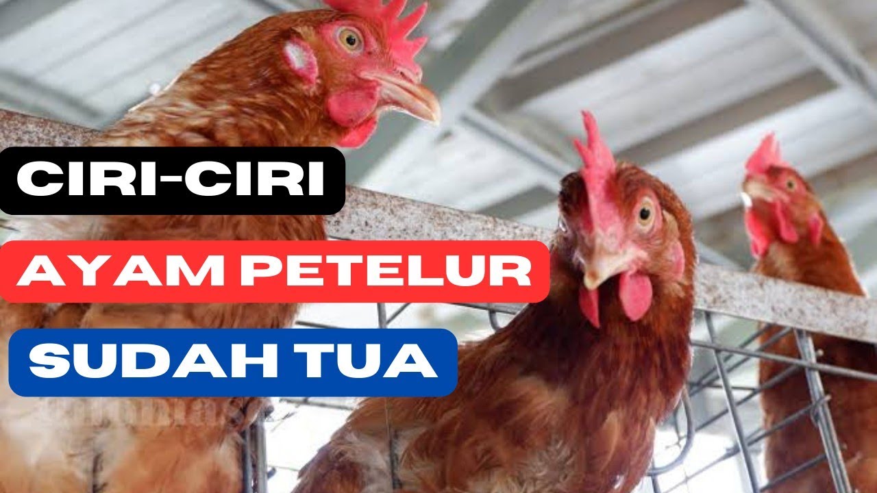 ayam afkir petelur - cirinya