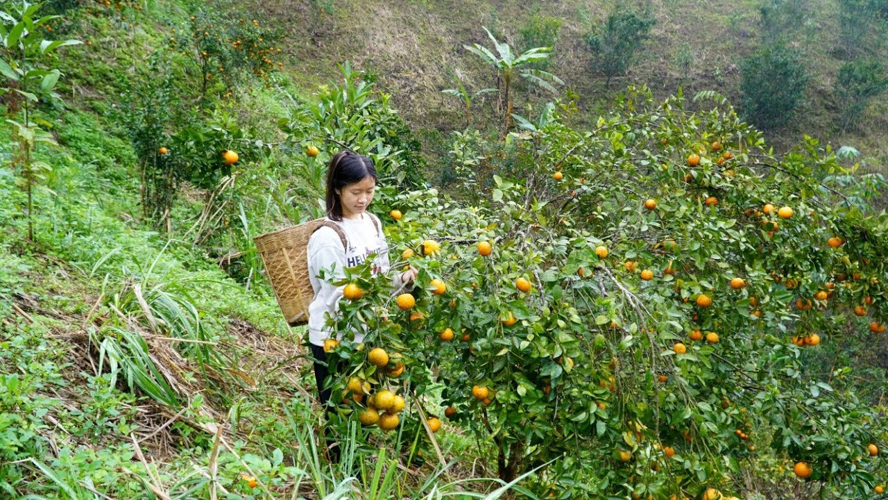Harvesting oranges - taking them to the market to sell, gardening.