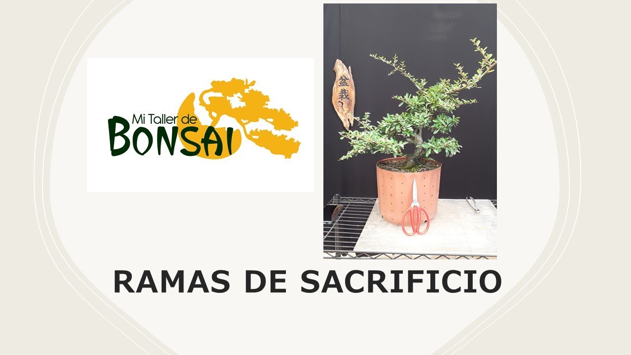 Ramas de SACRIFICIO