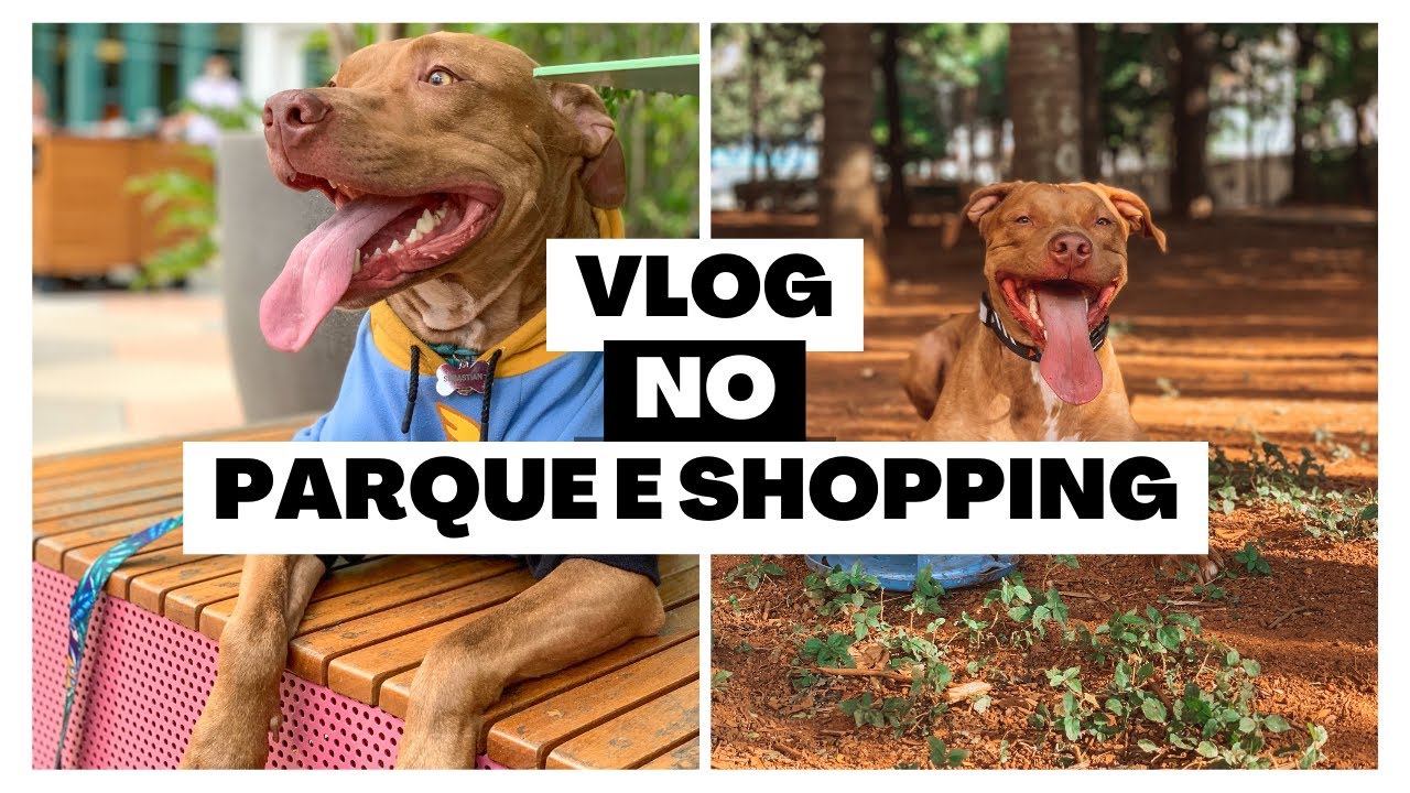 VLOG : um domingo comigo | onde levar seu pet em São Paulo