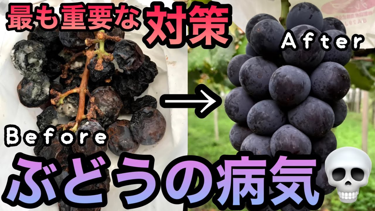 ぶどうの病気への最も重要な対策〜最新便利アイテム(巻つる処理機)で病気激減〜