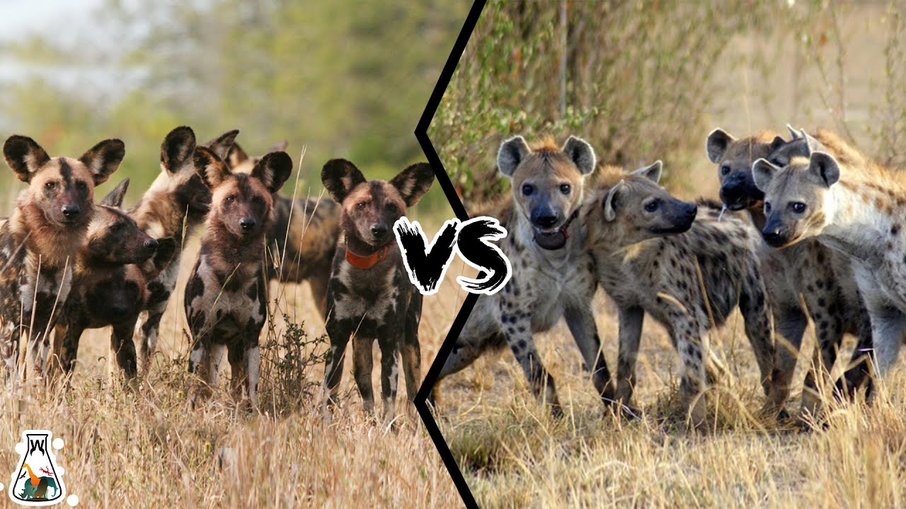 AFRICAN WILD DOG PACK VS HYENA PACK - Who Will Win?