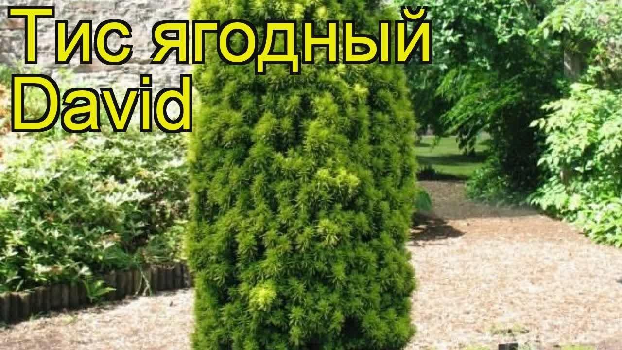 Тис ягодный Давид. Краткий обзор, описание характеристик, где купить taxus baccata David