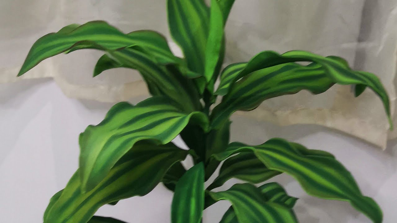 Como fazer uma linda folhagem em EVA sem frisador com o nome Dracena