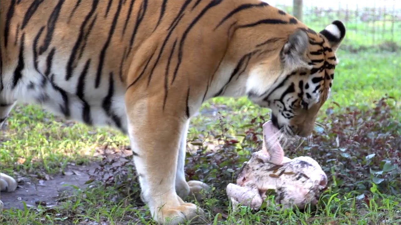 Big Cats LOVE Turkey Day!!