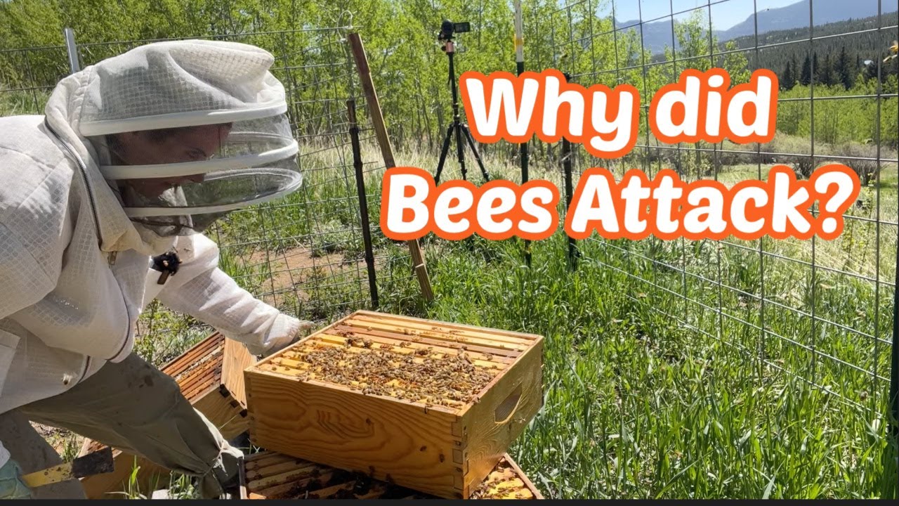 Aggressive Bees Wreak Havoc on Hive Inspection | Cutting Lumber for Framing Shed