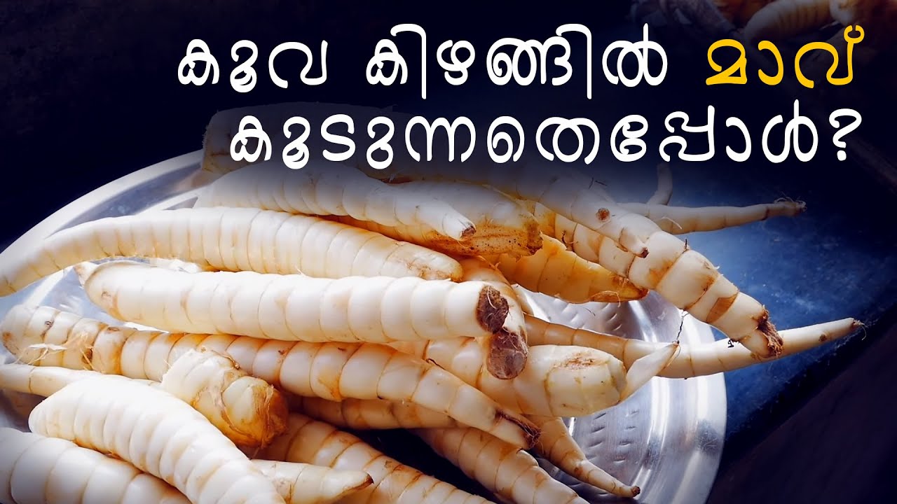 മകരമാസത്തിലെ കൂവയുടെ ഗുണം | Arrowroot Harvesting | Arrowroot Powder