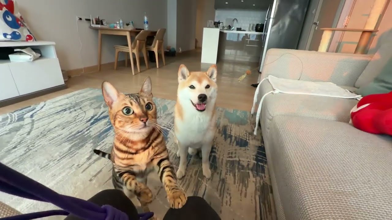 Shiba Inu Training