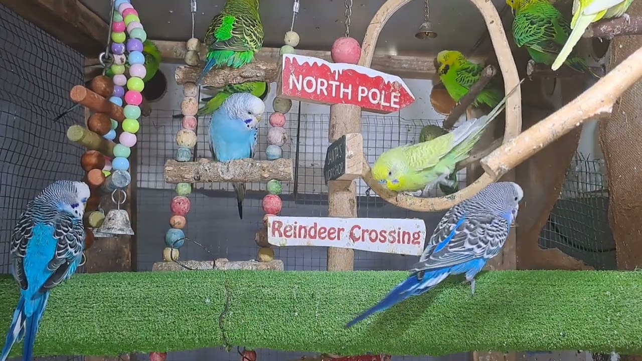 “You won’t believe what he said… 😅🦜 #FYP”