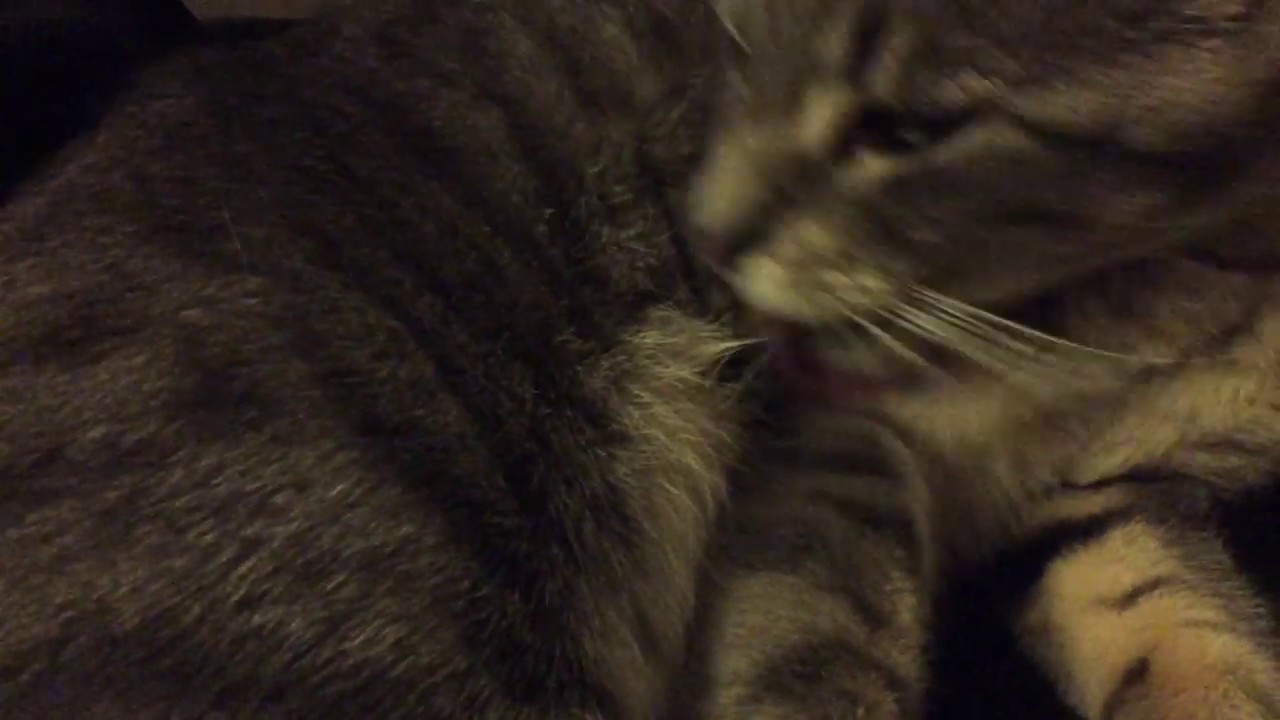 ASMR Cat Grooming #4