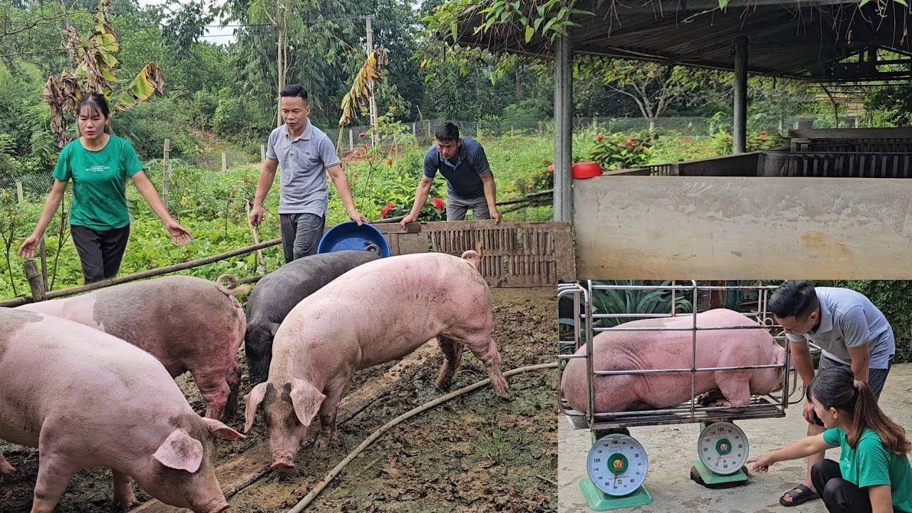 Giant pigs are sold for high prices. Catch pigs and sell them to traders. ( Ep 301 )