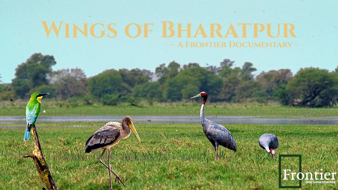 Wings of Bharatpur – A Frontier Documentary