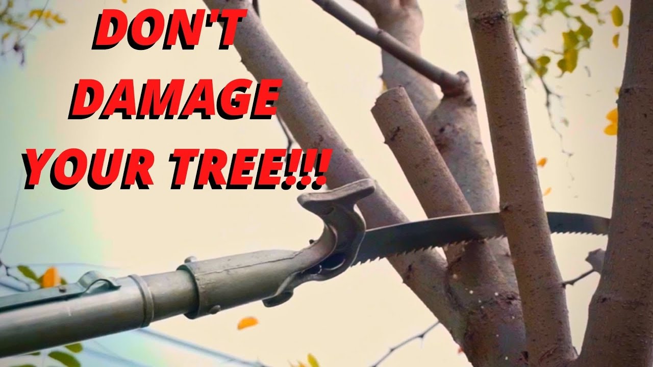 The Best Way to Trim Trees, Drop Crotch Trimming Method