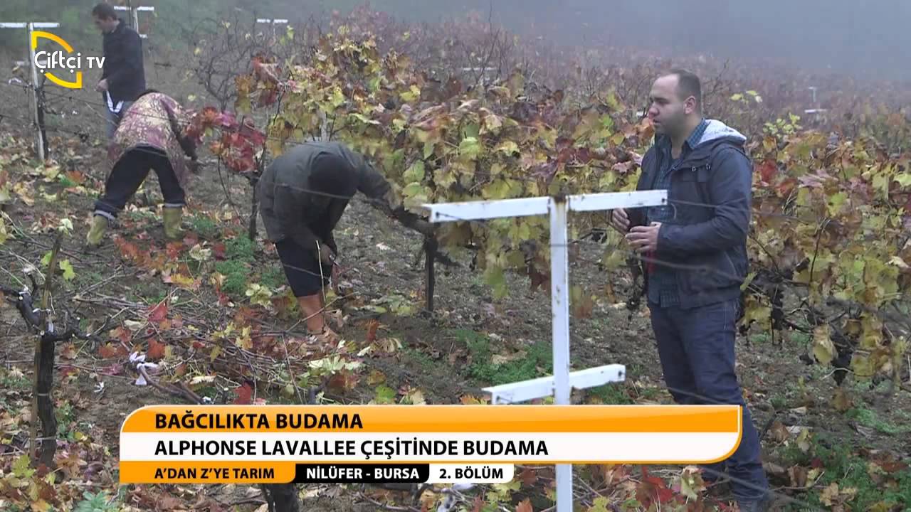 alphonse budaması.avi