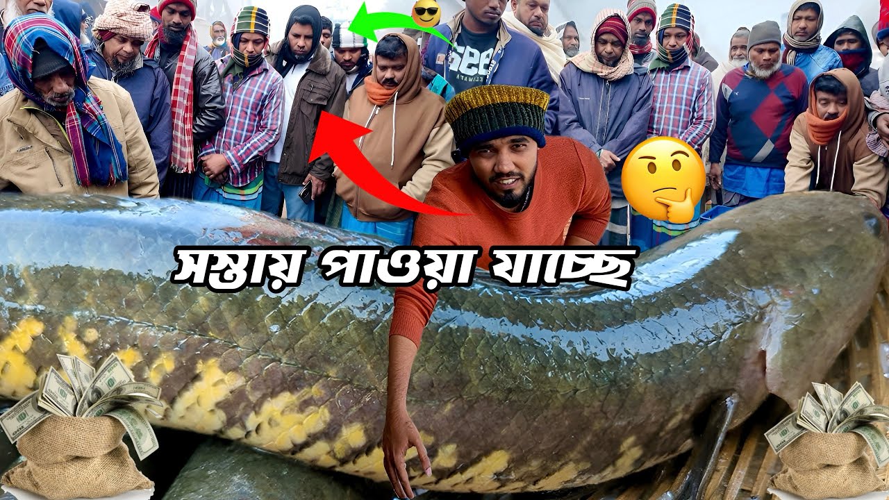 দোহার দুবলি মাছের হাটে আজকের দাম 🔥 কই, শিং, শোল, টেংরা, বোয়াল | Dohar Fish Market Today