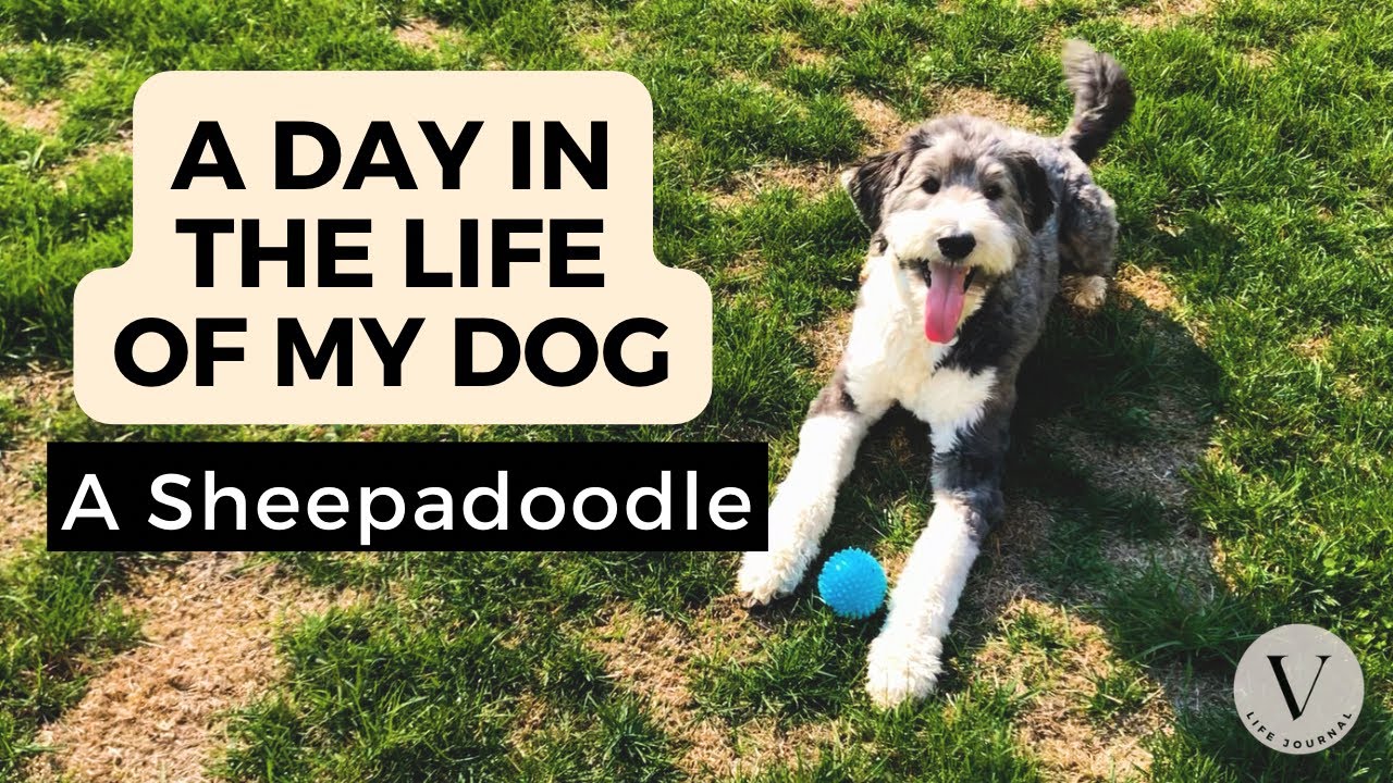 Sheepadoodle Day in the life of a dog | What it is like to live with a Sheepadoodle