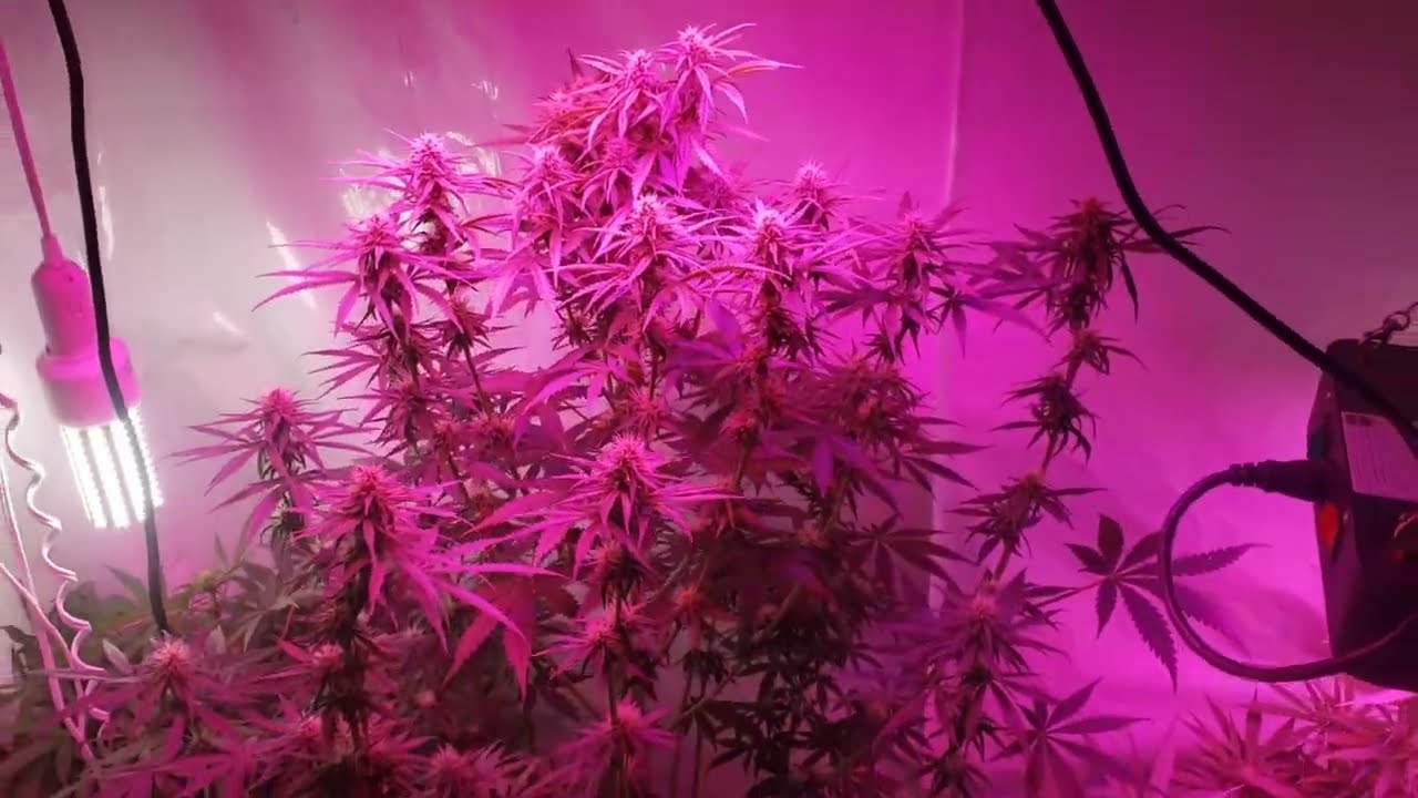 Cannagrow Show Quick Update 1 | Week 2 Flower | Looking good folks