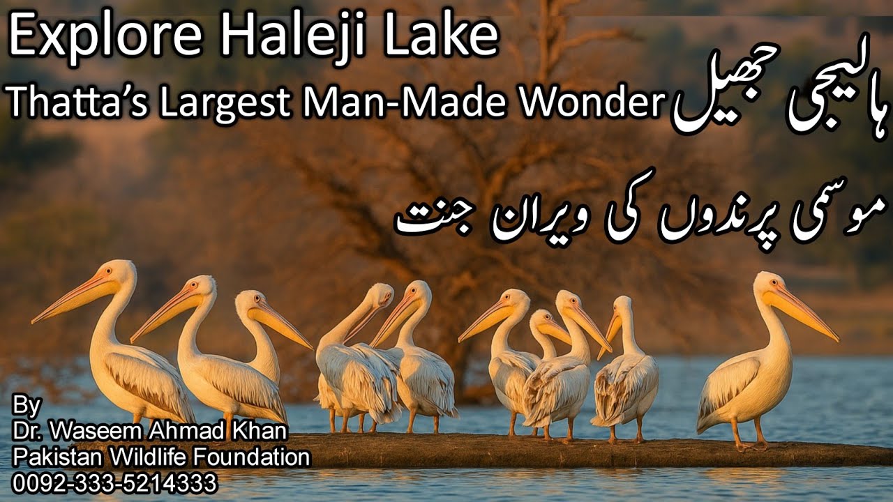 Historical Haleji Lake of Thatta | Thatta Ki Tarikhi Haleji Jheel | Facts About Haleji Lake
