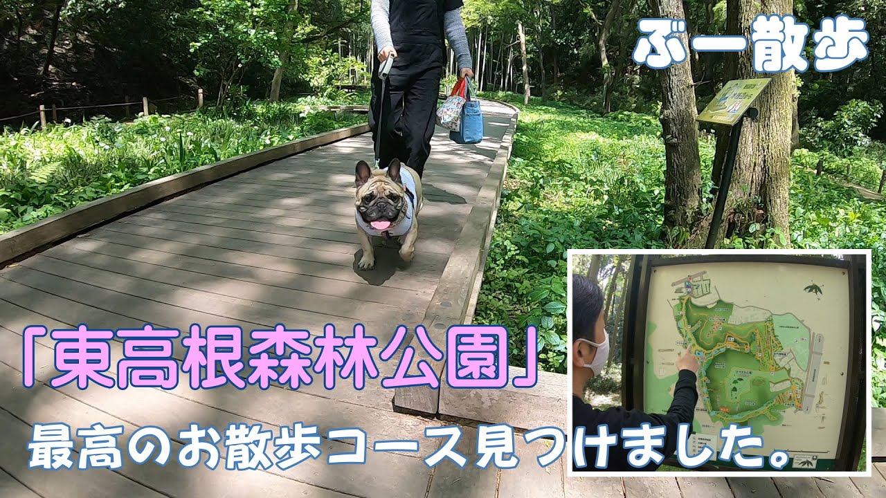 【東高根森林公園】最高のお散歩コース見つけました。フレンチブルドッグのぶーちゃん