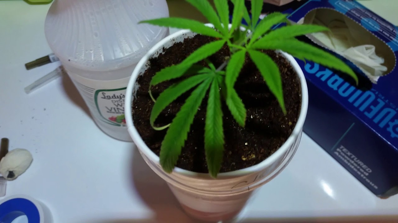 Daily5min Outdoor Weed-Log 9/10