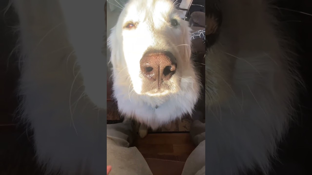 My Great Pyrenees can whisper.