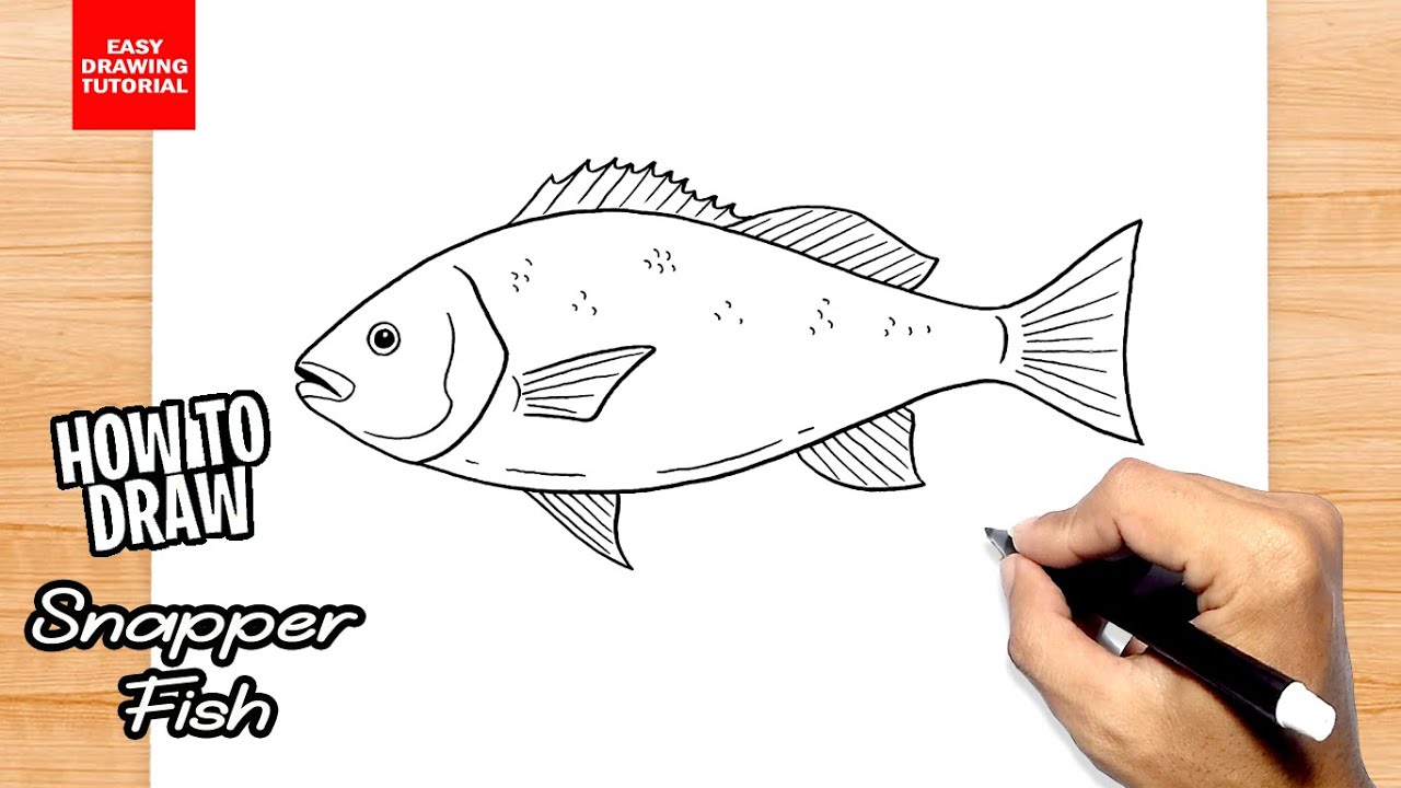 How to draw Snapper Fish