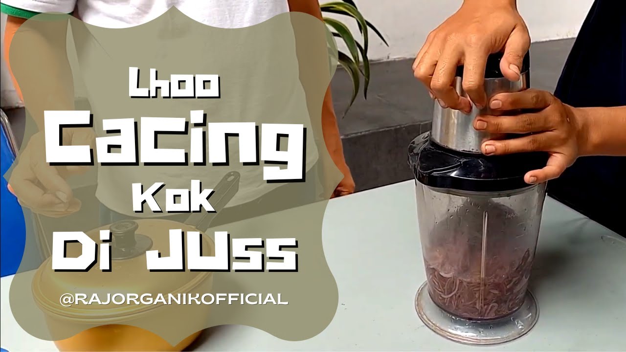CACING KOK DIJUS? RESEP PEMBUATAN PUPUK ORGANIK CACING SUPER, ALA RAJ ORGANIK