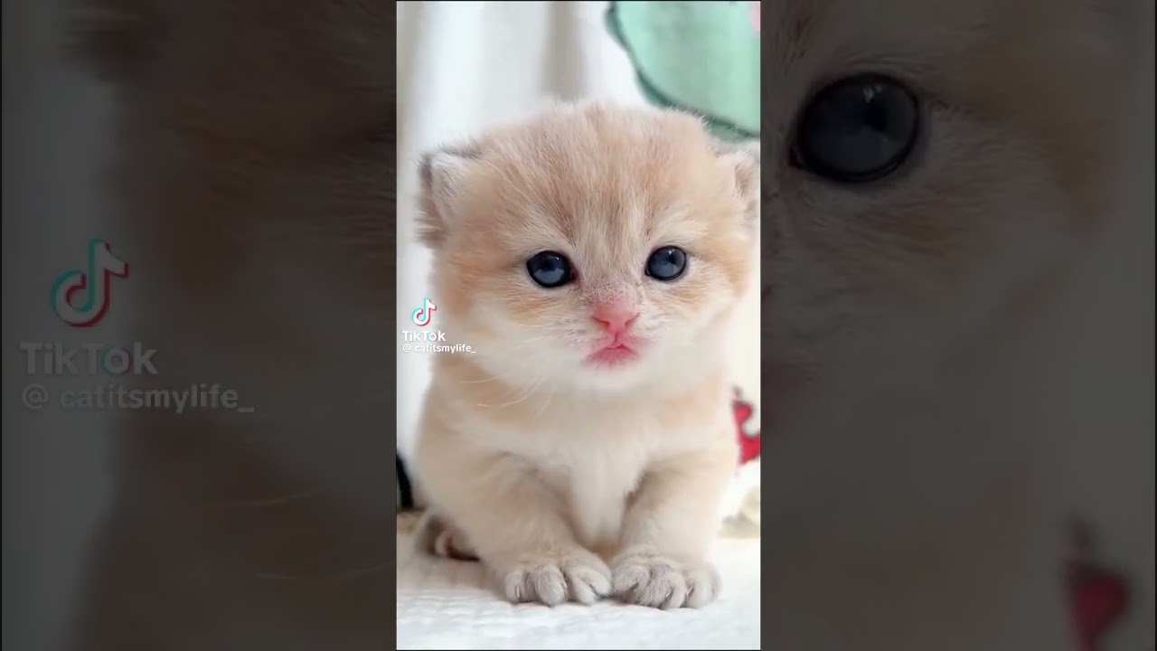 #youtubetrendingvideos #youtubeshortsvideo #cat