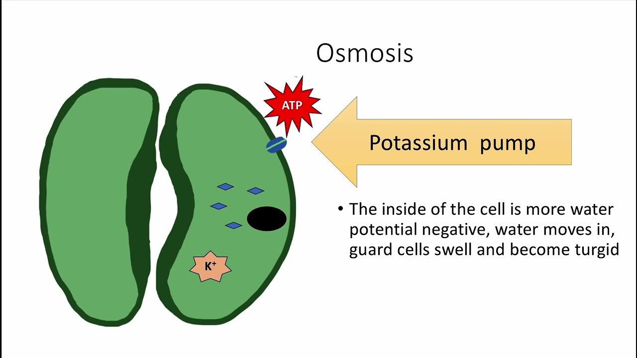Stomata and guard cells A level EDUQAS Biology