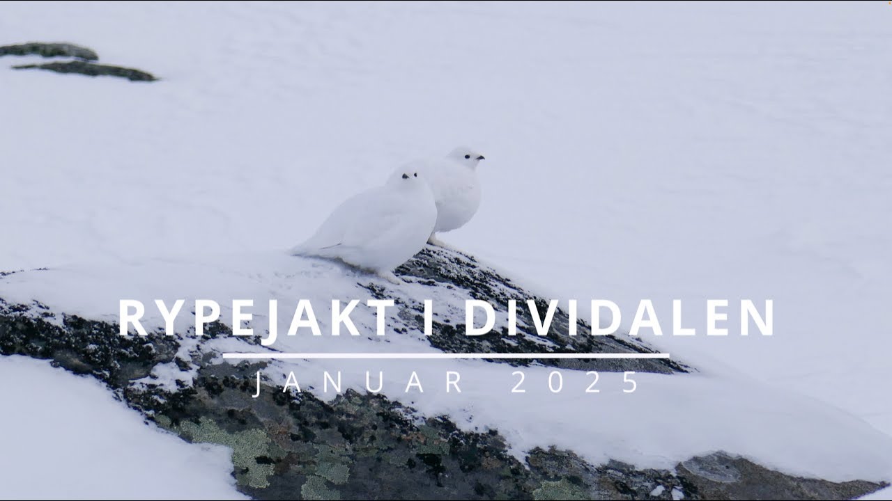 Rypejakt i Dividalen - Januar 2025