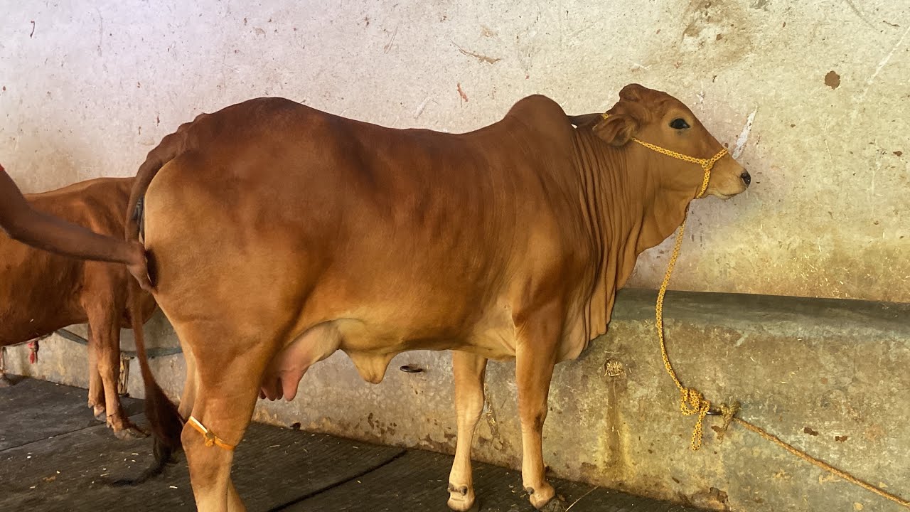 🥰Top quality sahiwal cow available for sale at Gupta Dairy Farm Karnal 📞9991880526