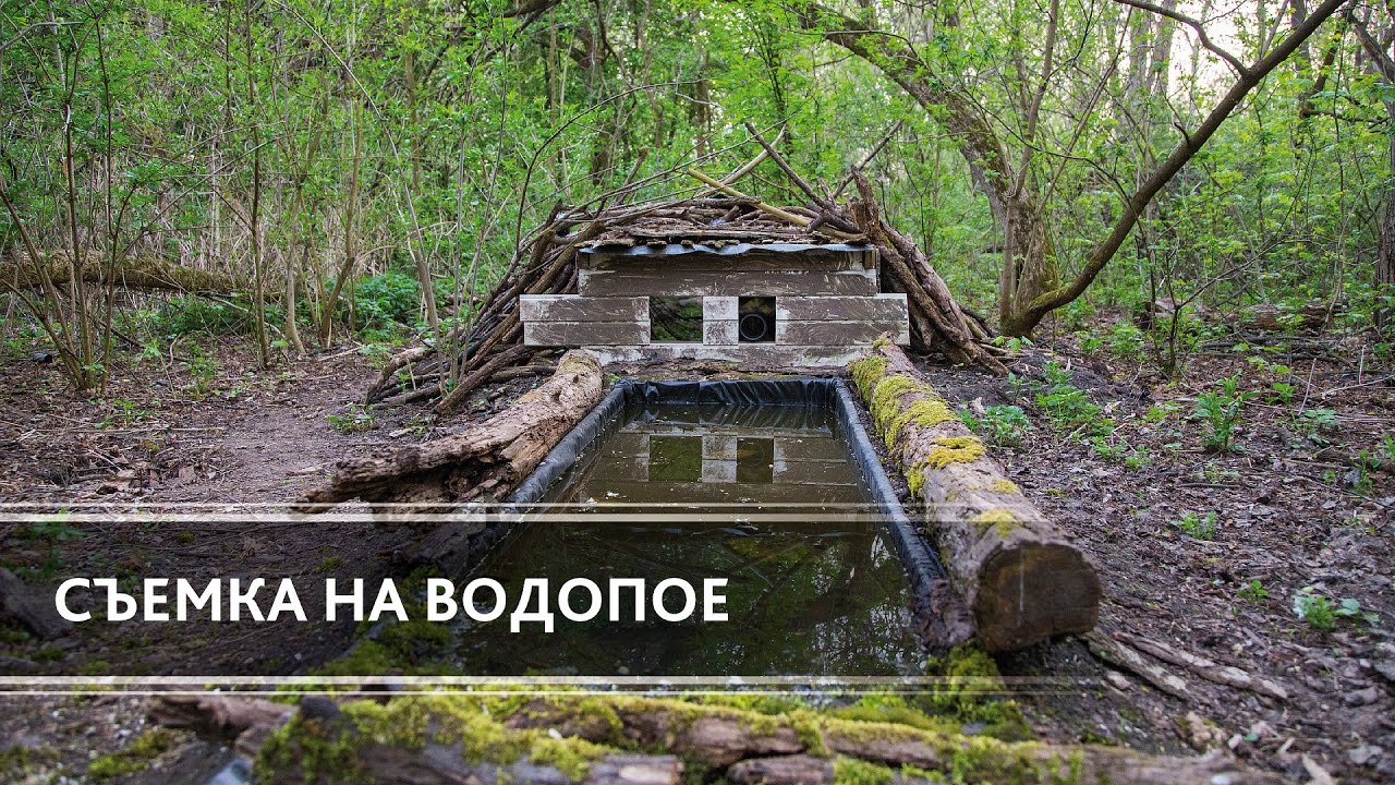 Съемка птиц на водопое (How to makes Bird's Photos on the Watering)