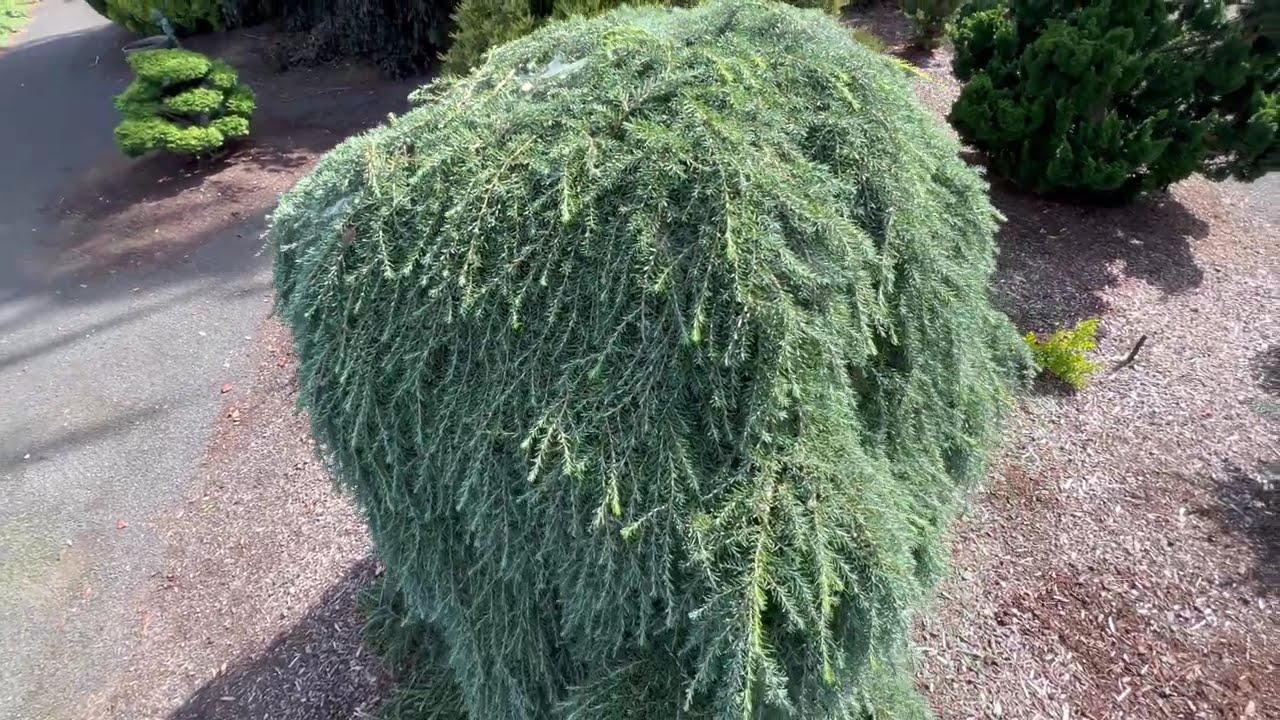 Dwarf Conifer Compilation Part 1 | Unique Conifers That Work Well In Landscapes | Garden Tour