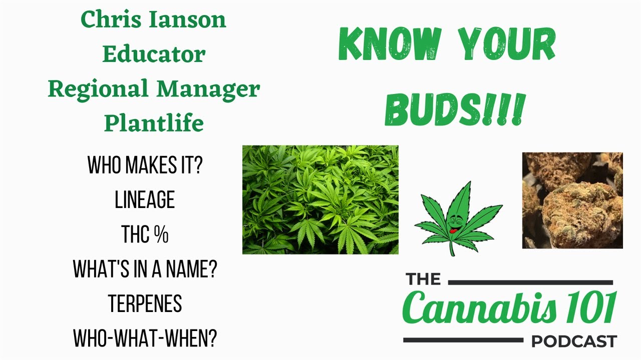 Know Your Buds! from episode 89 of the Cannabis 101 Podcast - Querkle from Greenade