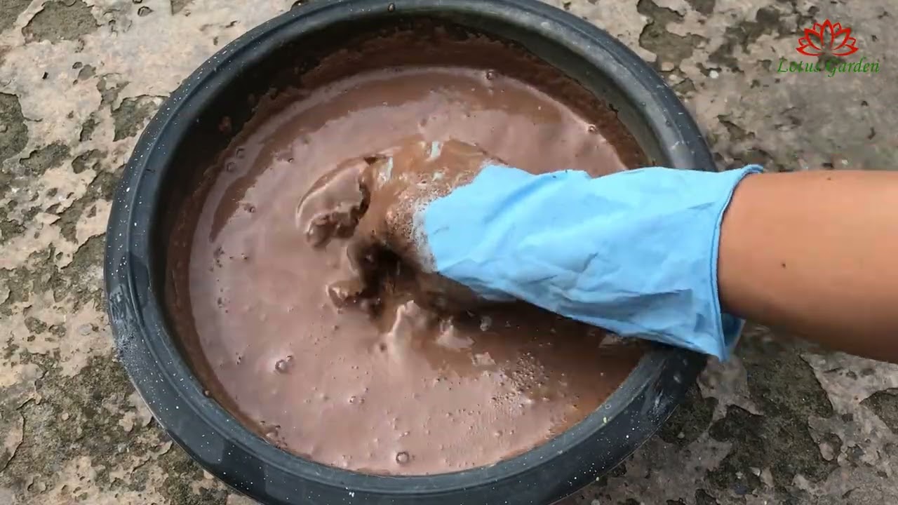 How to make a growing medium for lotus plants from garden soil