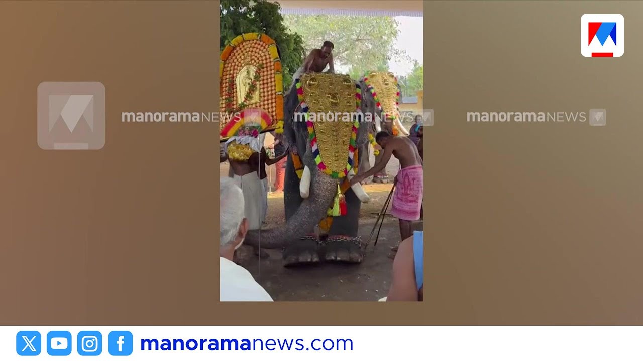 ക്ഷേത്രോത്സവത്തിനിടെ യുവാവിനെ ആന തുമ്പിക്കൈ കൊണ്ട് എടുത്തെറിഞ്ഞു | Temple Elephant
