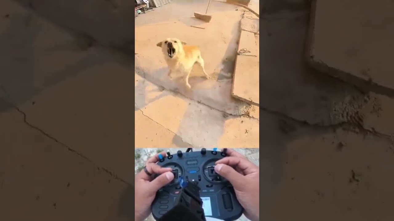 Drone chasing dog (it got so angry)😂