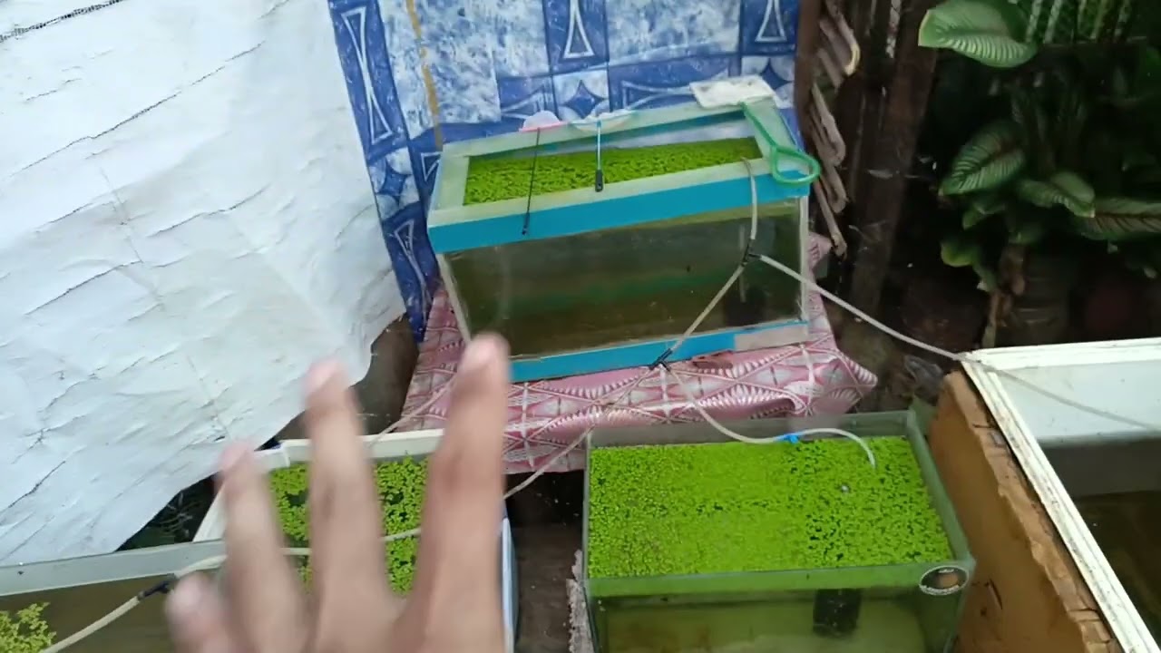 Pakita natin mga hawak natin na strain ng balloon molly