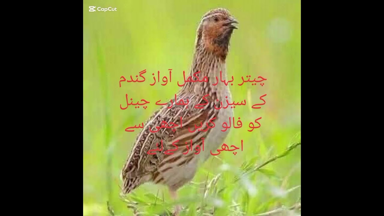 Quil sound like comment share