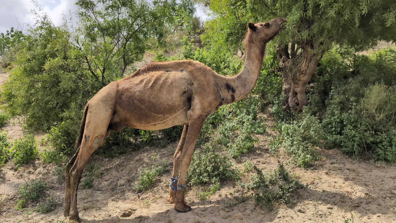 The female camel is grazing on leaves from a tree on a sand dune.