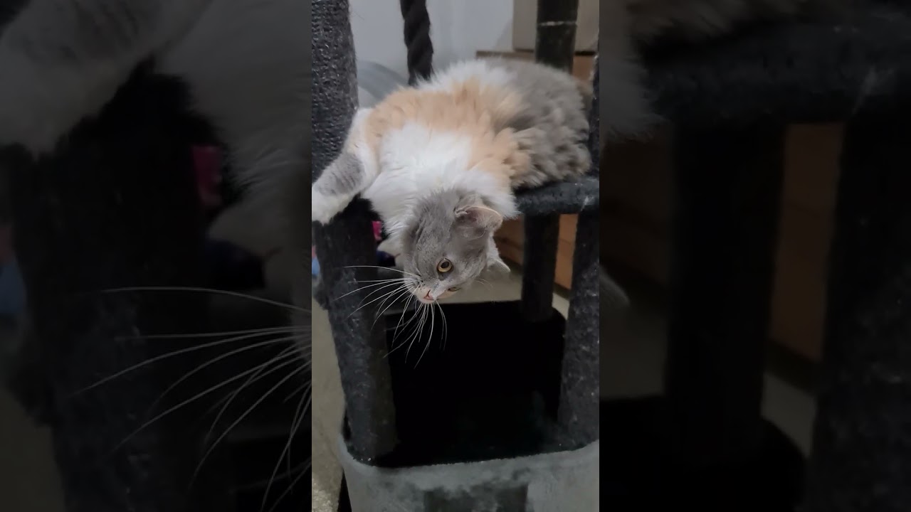#cat #красиваякошка 