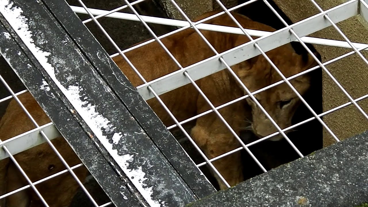 ミキは『ミキ』、トワは『トワちゃん』　Miki is called Miki,Towa is called Towachan　　Lion(ライオン)　多摩動物公園