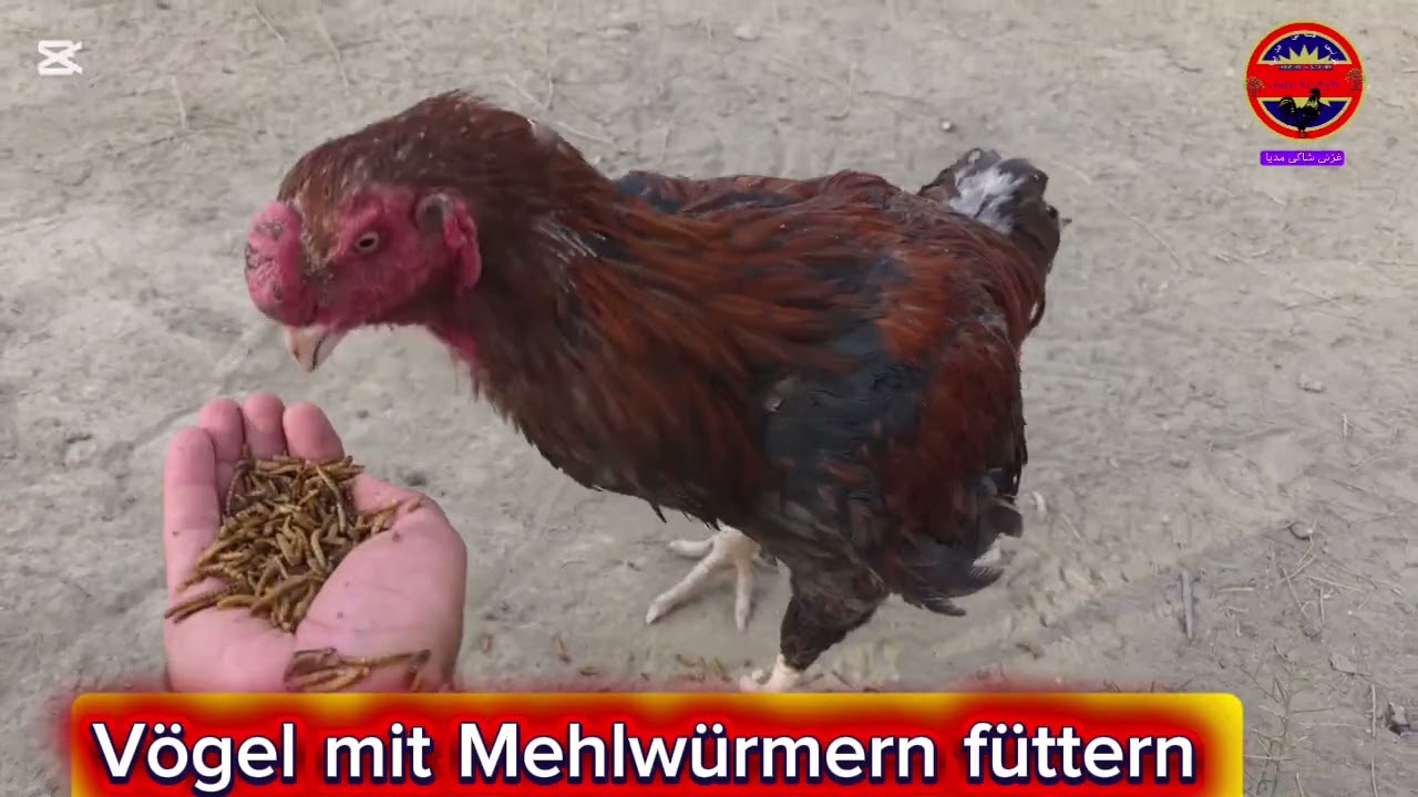 تغذیه پرندگان با میلورم //  Vögel mit Mehlwürmern füttern