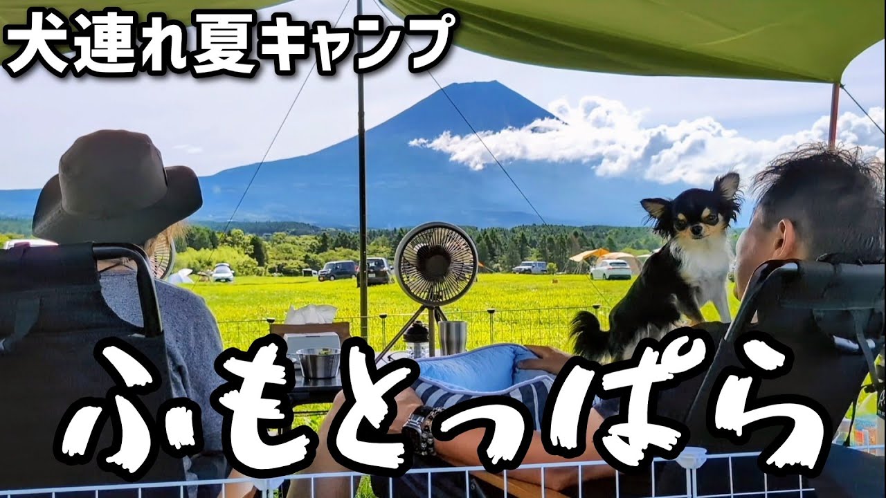 ついに行けた！富士山の麓【ふもとっぱら】で愛犬チワワと夏キャンプ♪
