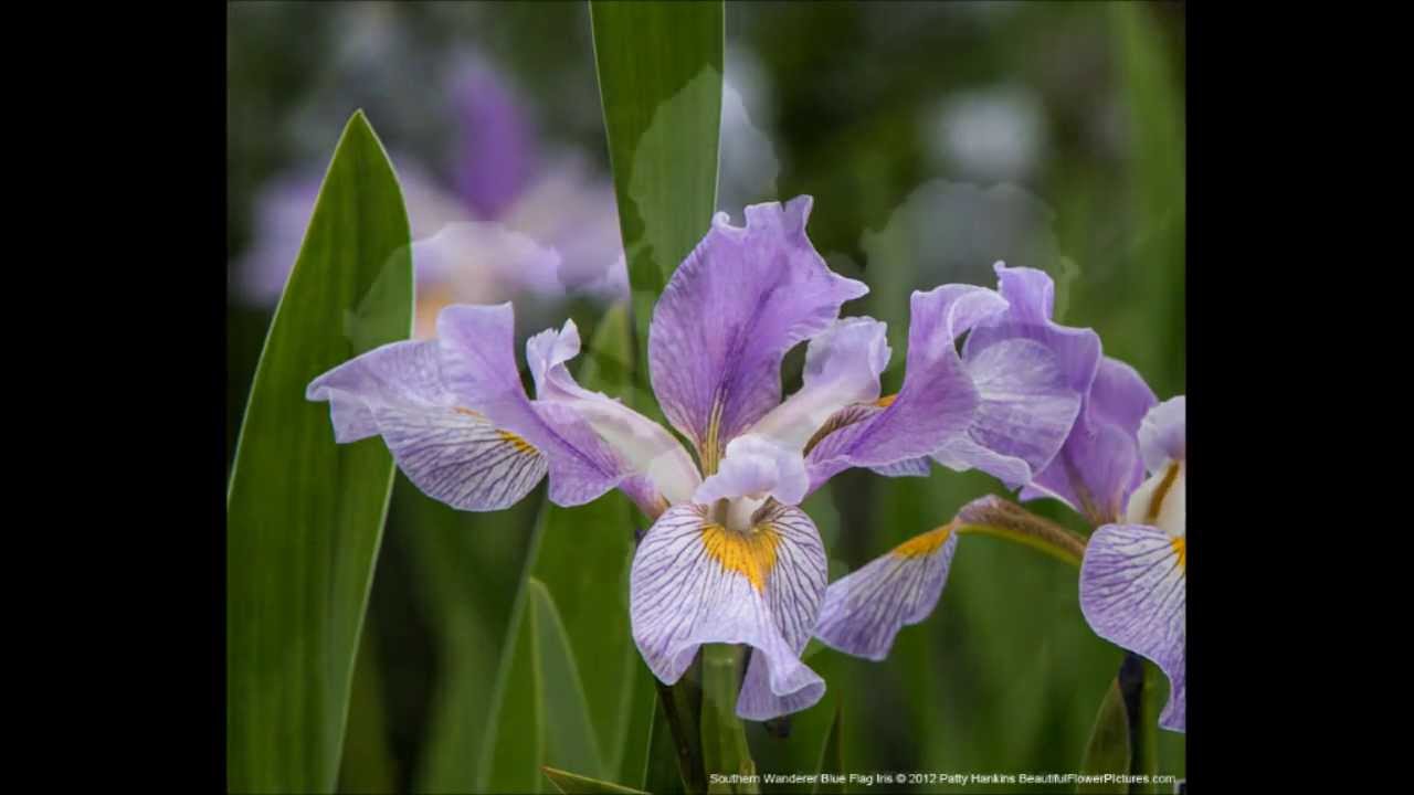 Beautiful Flower Pictures - Irises