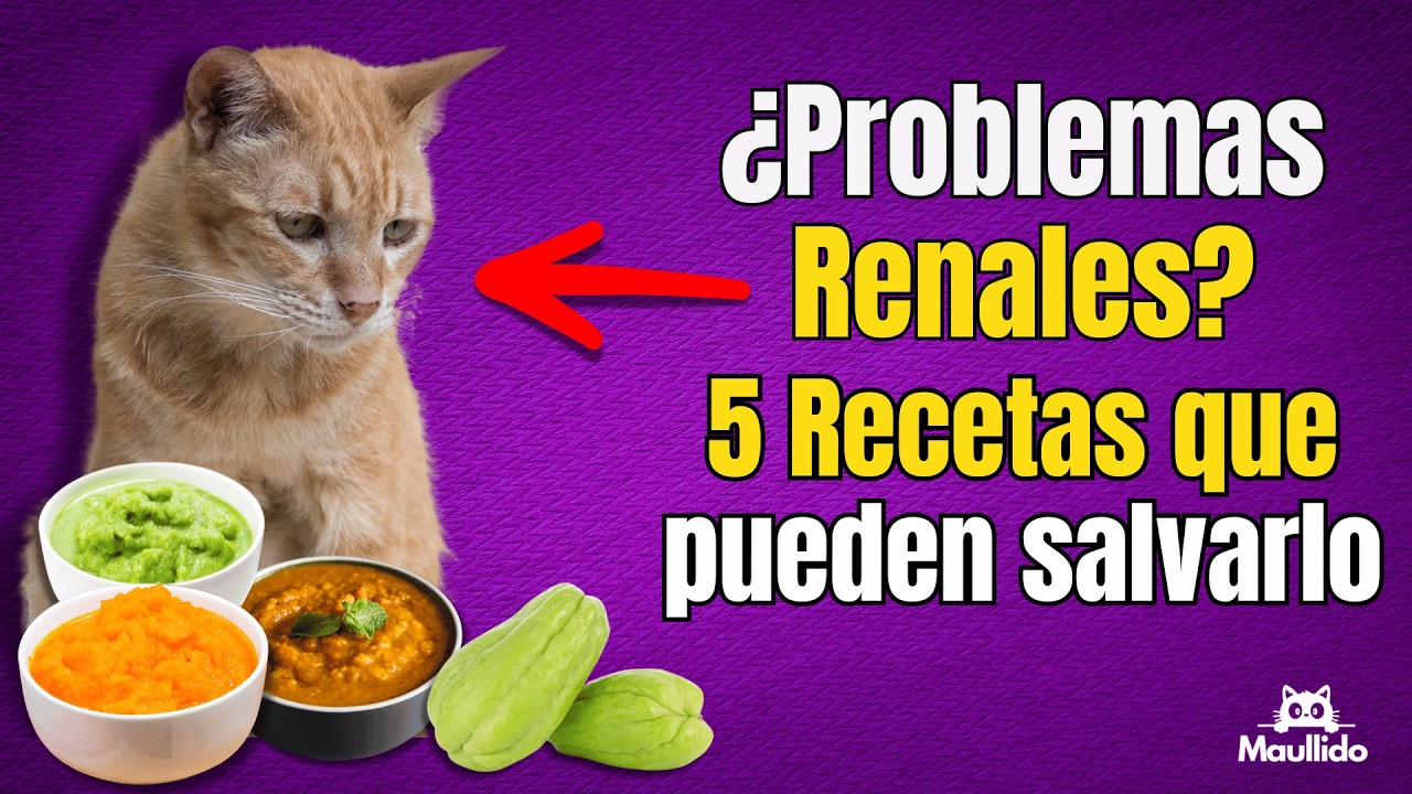 5 Recetas Caseras para Gatos con Problemas Renales