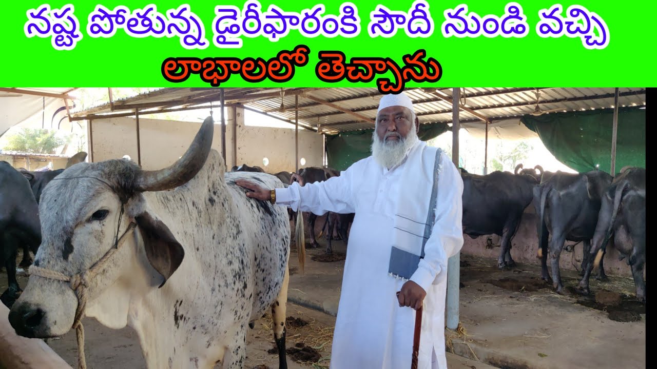 Successful dairyfarm in Hyderabad -9989996786